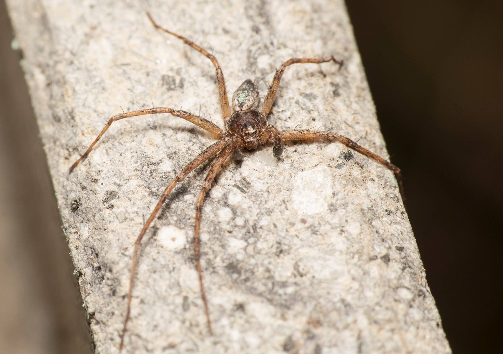 Steatoda grossa e Philodromus sp., maschio  - Prato